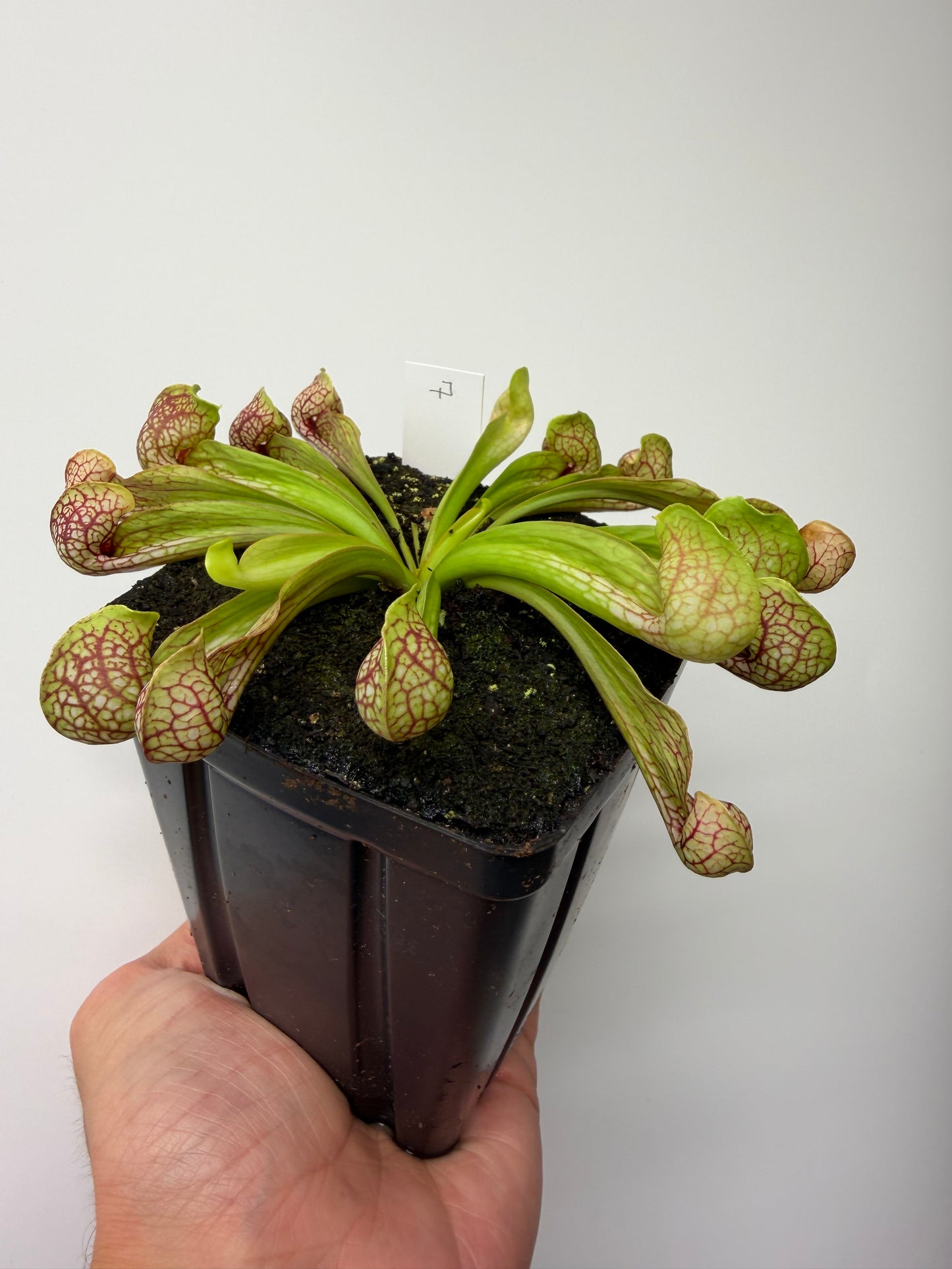 Sarracenia psittacina - “Turkey Hen Creek” - Seed Grown (7)