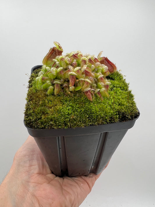 Cephalotus follicularis - Typical #23