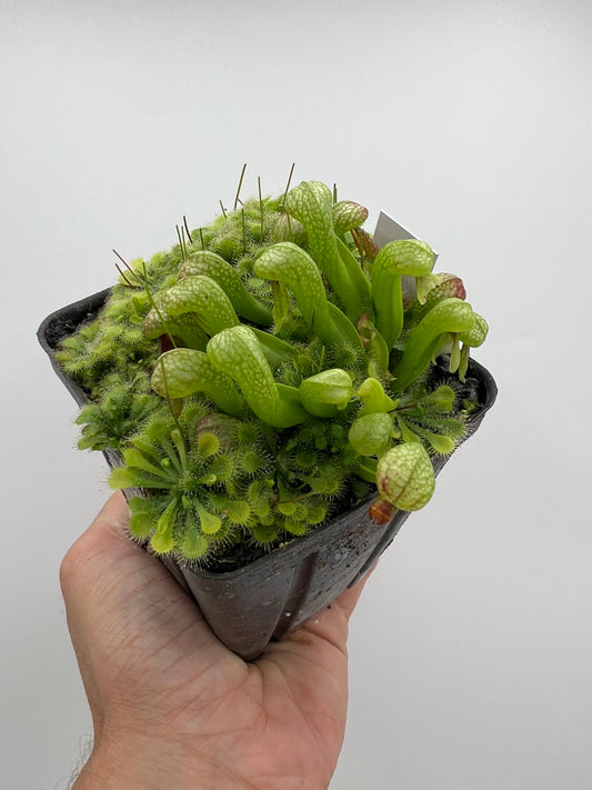 Darlingtonia californica (Cobra Pitcher Plant) - Seed Grown #200