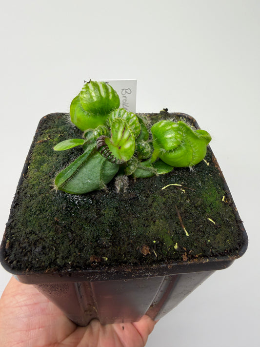 Cephalotus follicularis “Broke Inlet” (11)