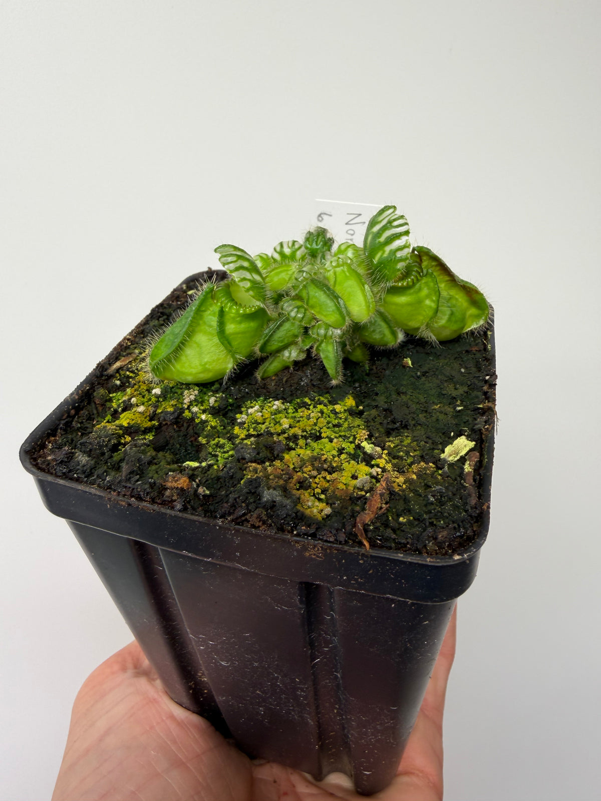 Cephalotus follicularis “Norma” #6