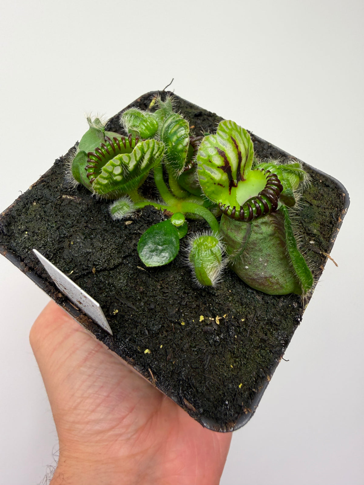 Cephalotus follicularis “Broke Inlet” (13)