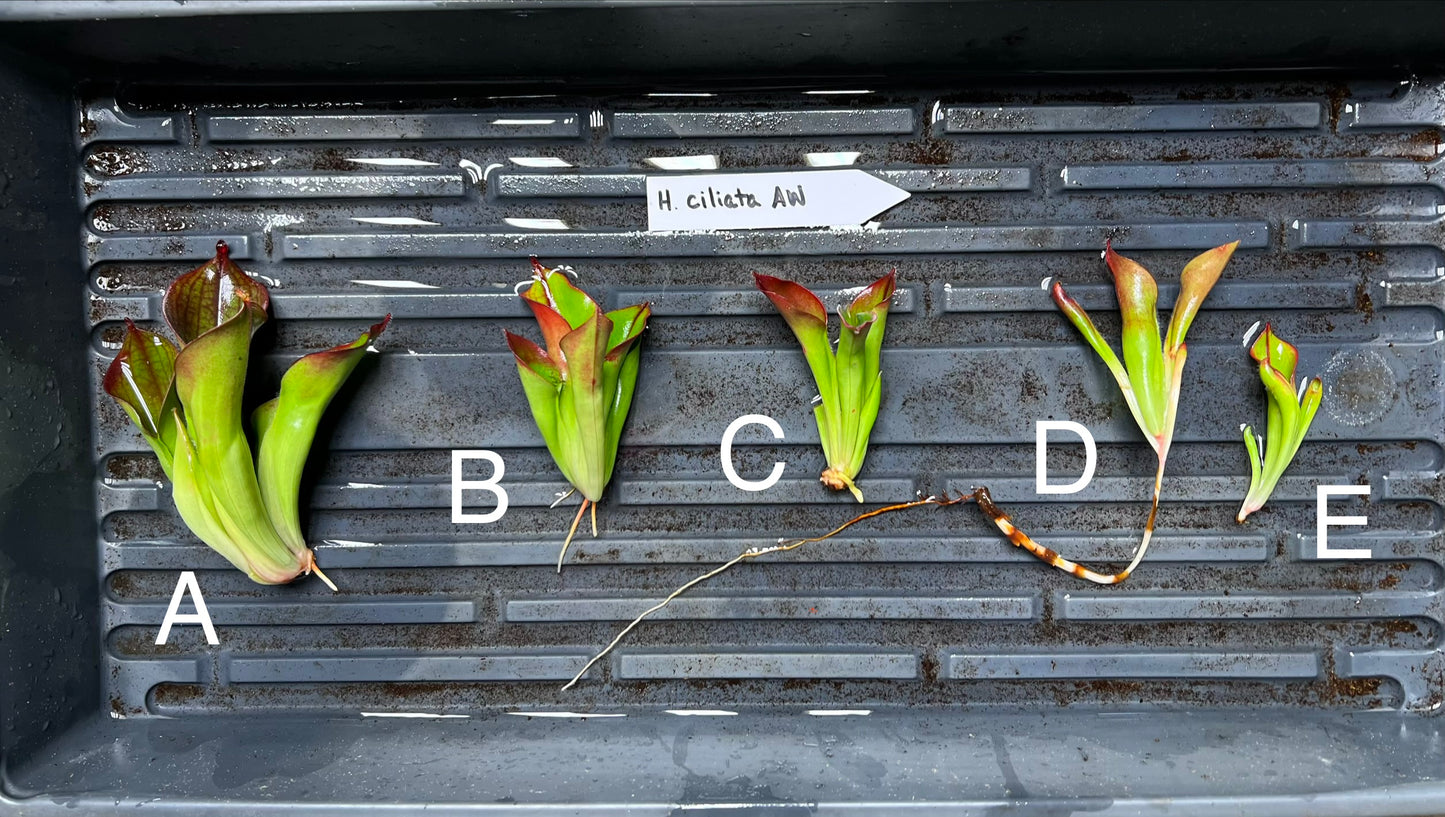 Heliamphora ciliata - Fresh Divisions