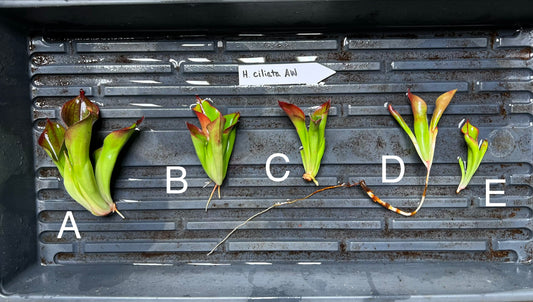 Heliamphora ciliata - Fresh Divisions