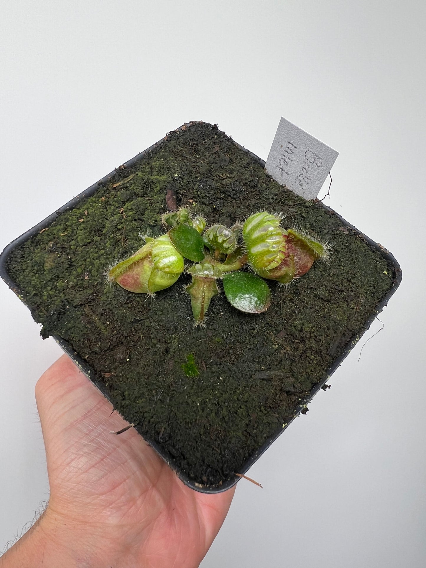 Cephalotus follicularis “Broke Inlet”