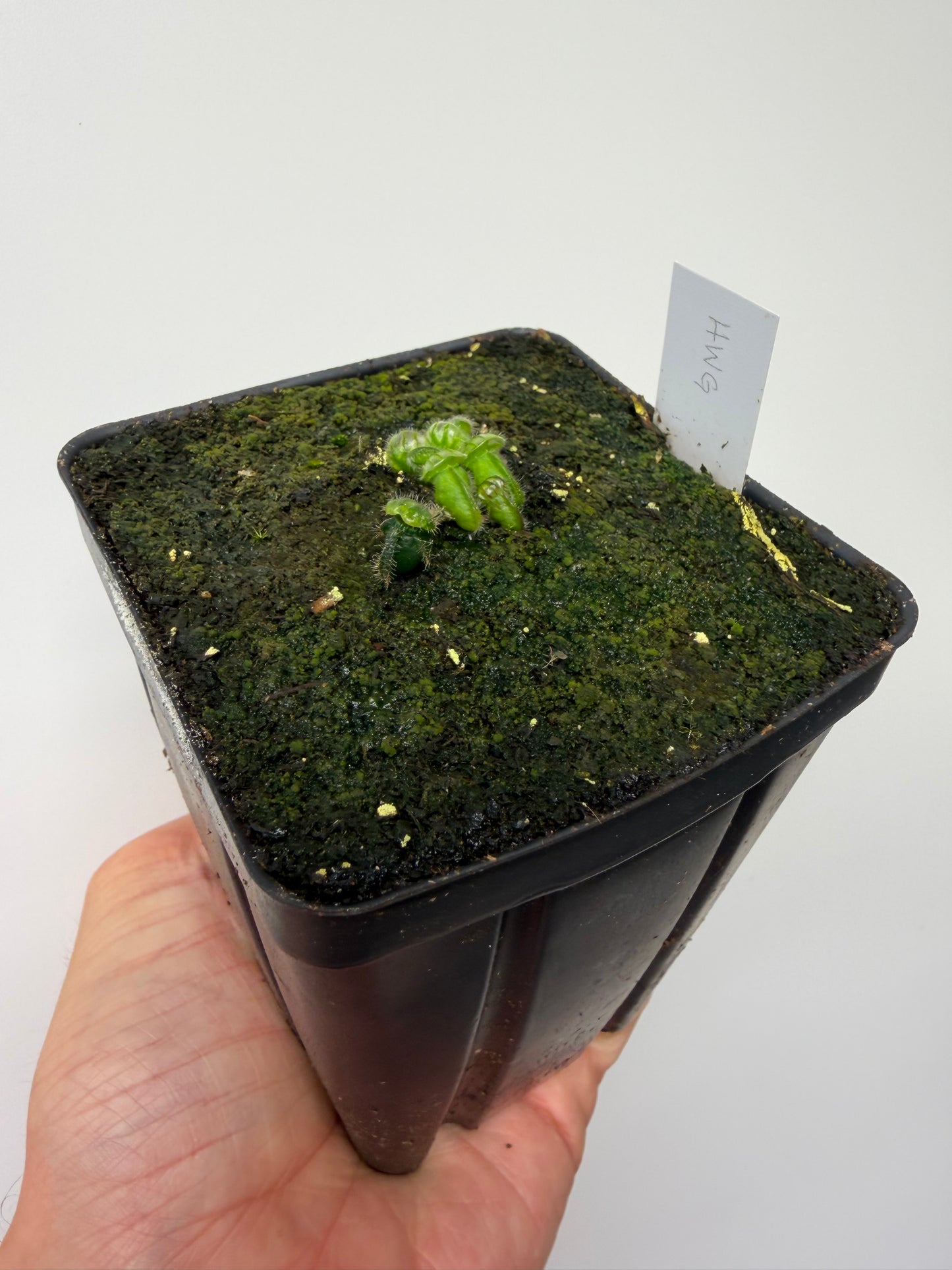 Cephalotus follicularis “Harald Weiner Giant” (aka True Giant) - *Rare*