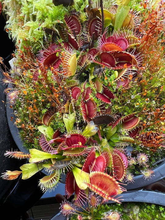Dionaea muscipula ‘Phalanx’ - Divisions