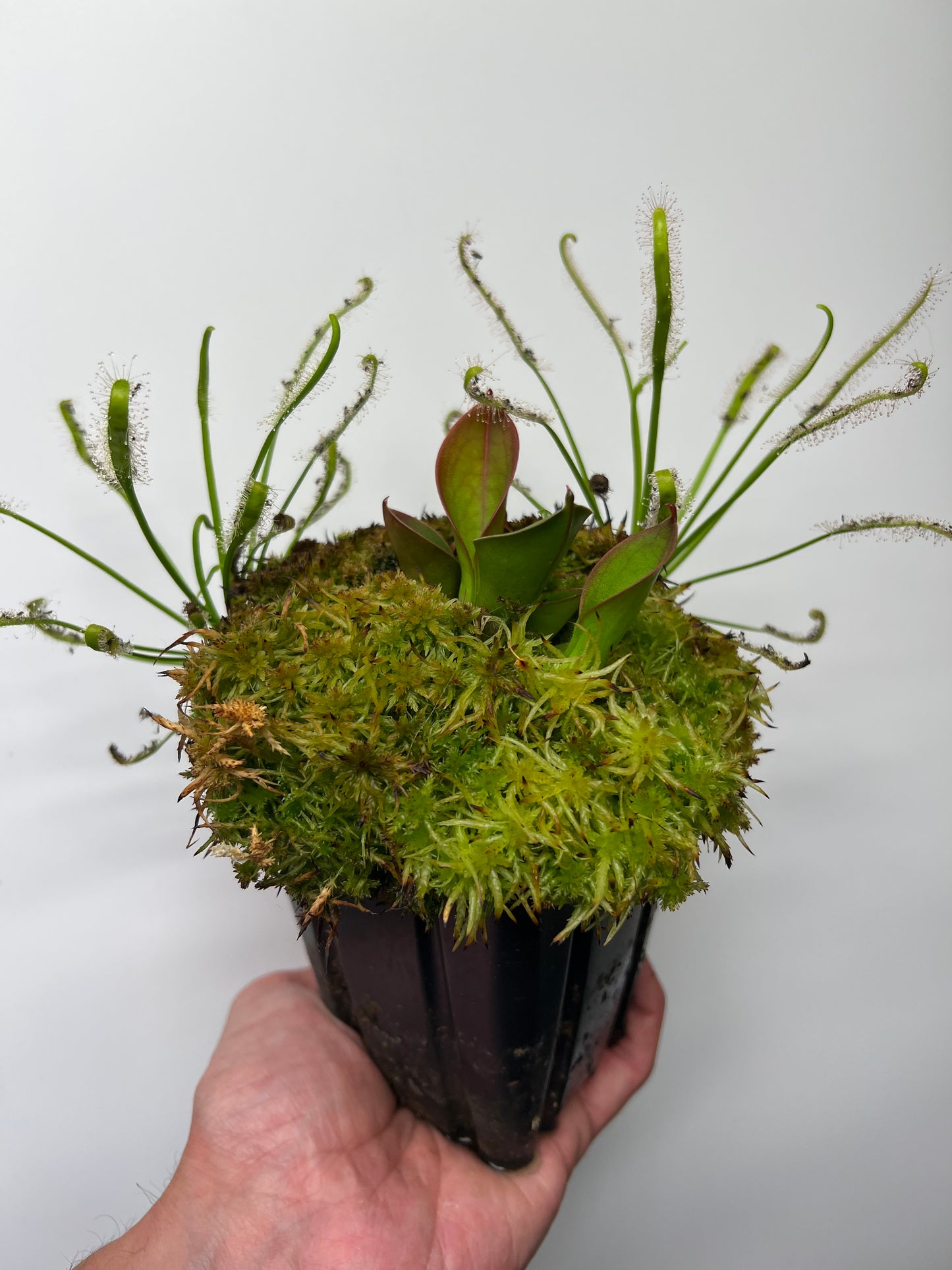 Heliamphora hispida (Cerro Neblina)