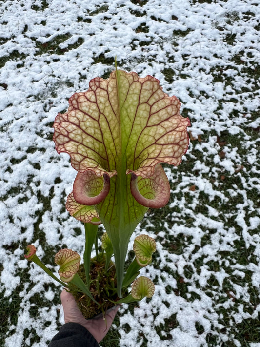 Sarracenia ‘Leah Wilkerson’ x ‘Adrian Slack’