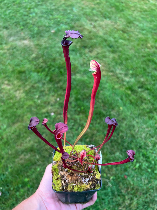 Sarracenia ‘Leah Wilkerson’ x flava var. rubricorpora (N. Liberty Co, FL)