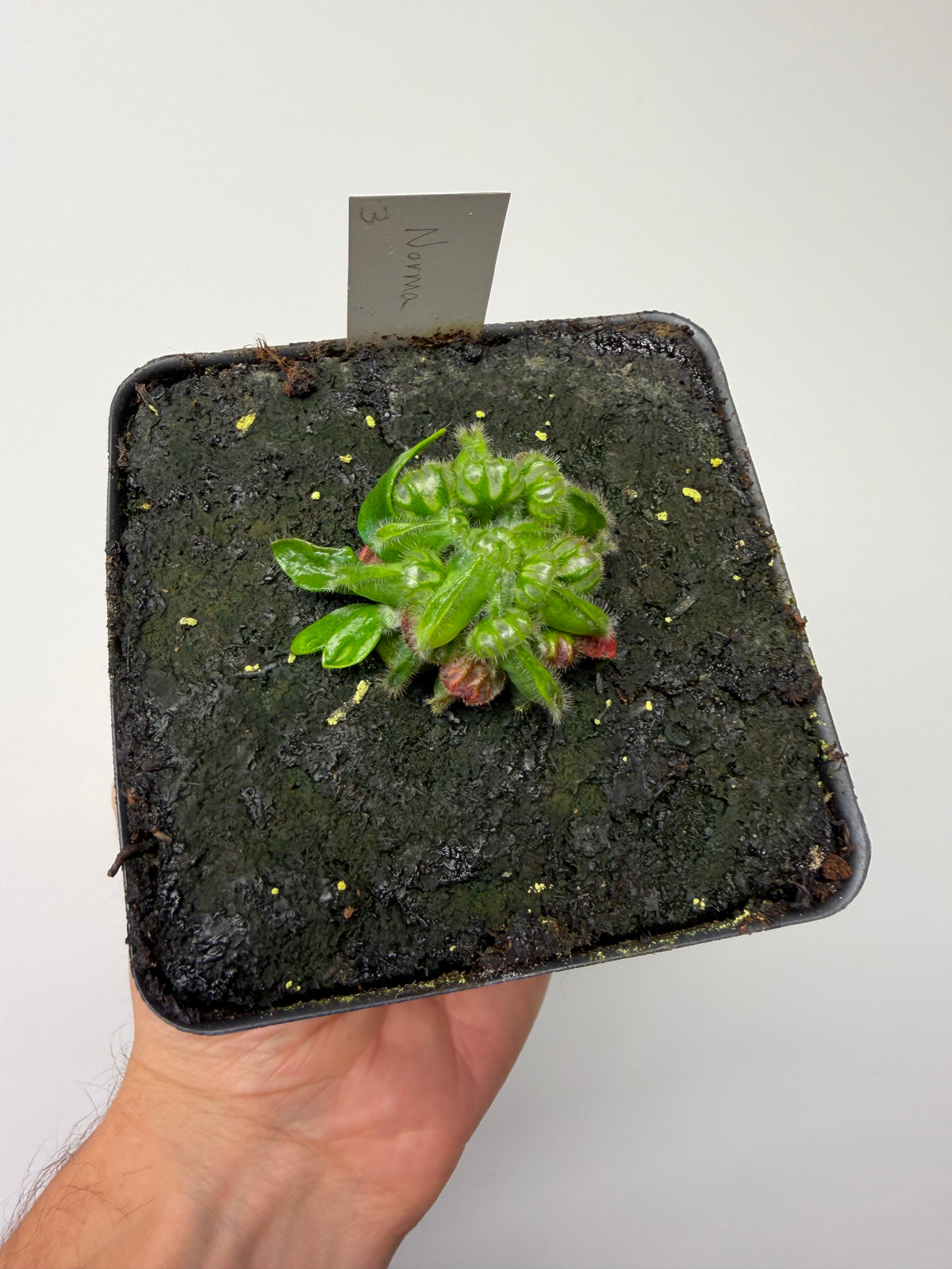 Cephalotus follicularis “Norma” #3