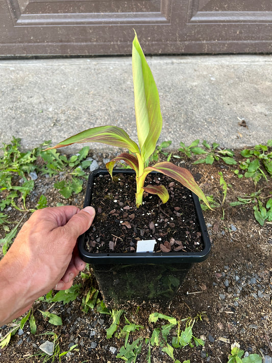 Musa ‘Siam Ruby’