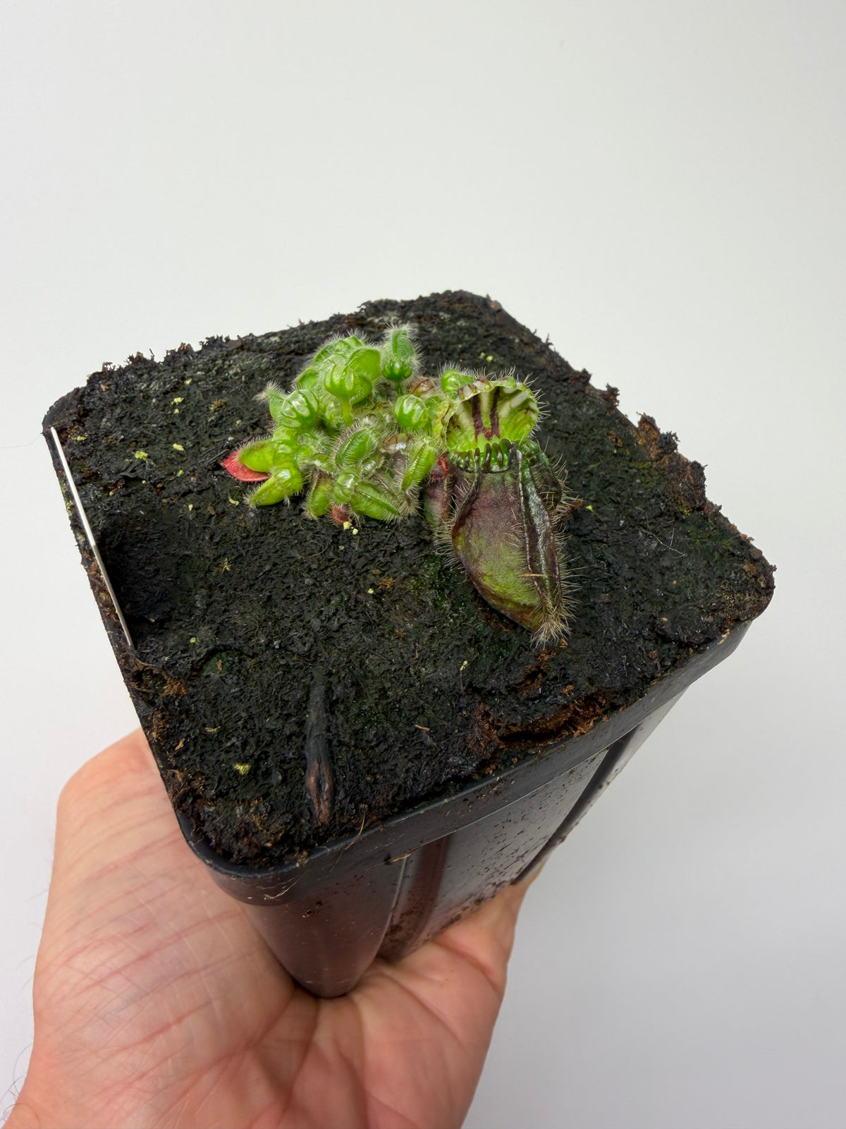 Cephalotus follicularis “Norma” #5