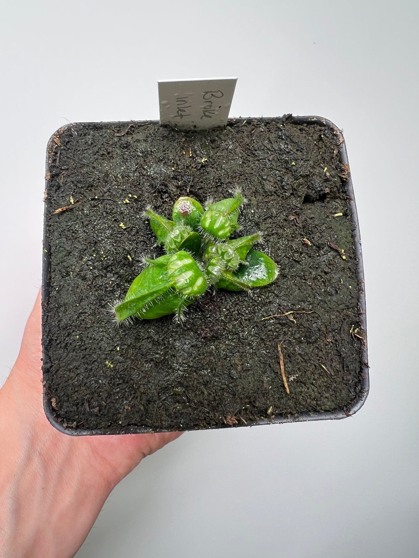 Cephalotus follicularis “Broke Inlet”