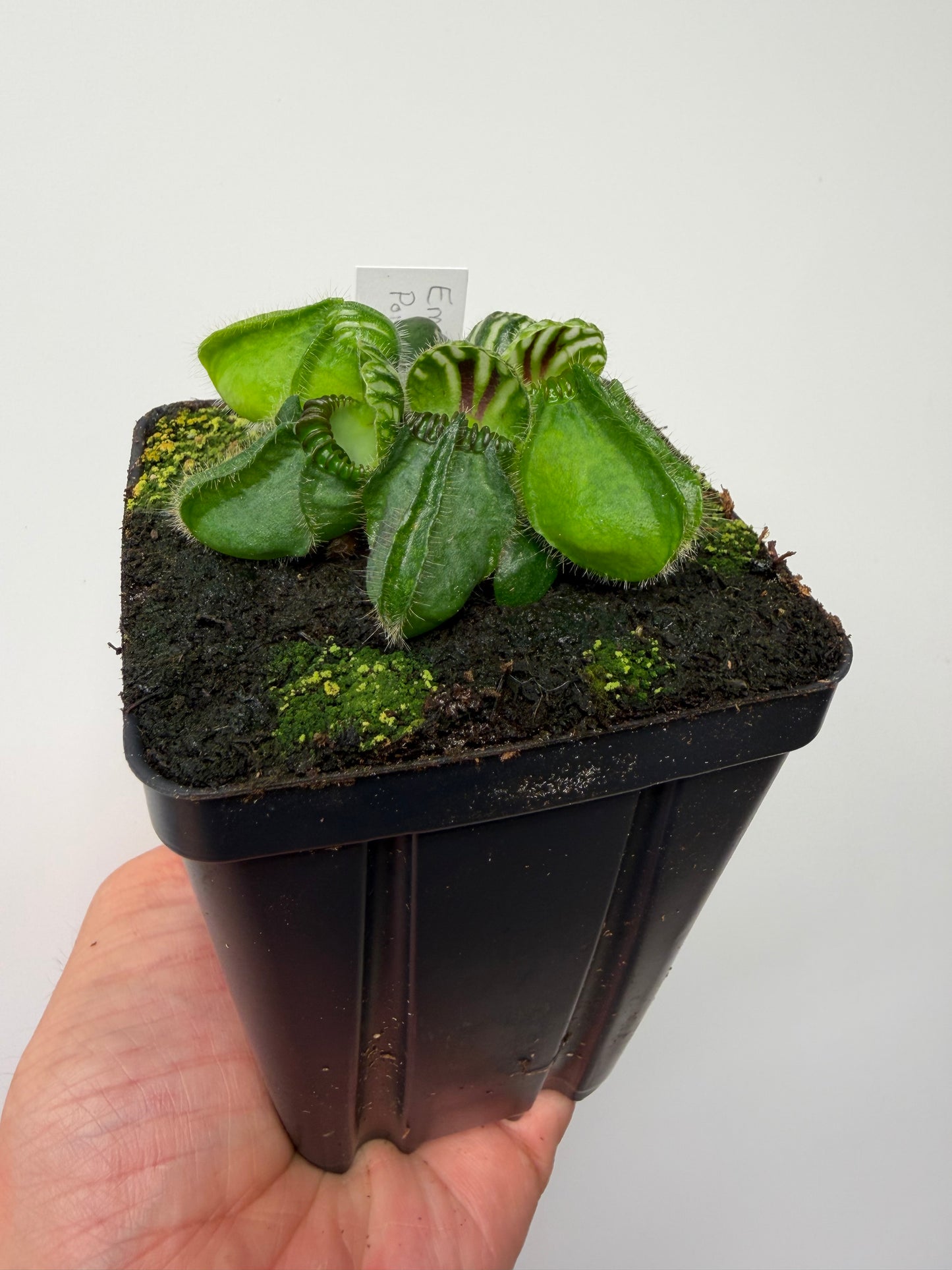 Cephalotus follicularis “Emu Pointe”