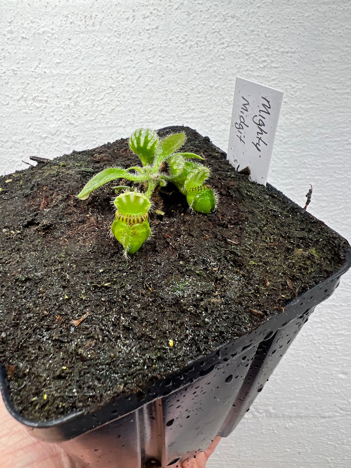 Cephalotus follicularis “Mighty Midget” - *Rare*