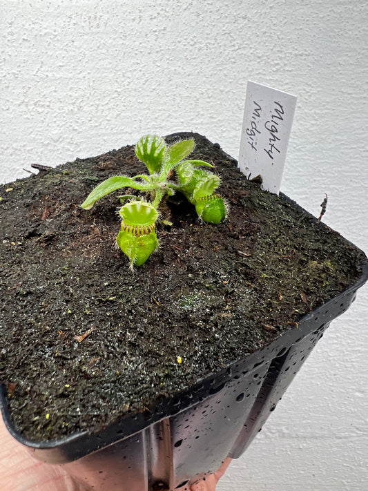 Cephalotus follicularis “Mighty Midget” - *Rare*