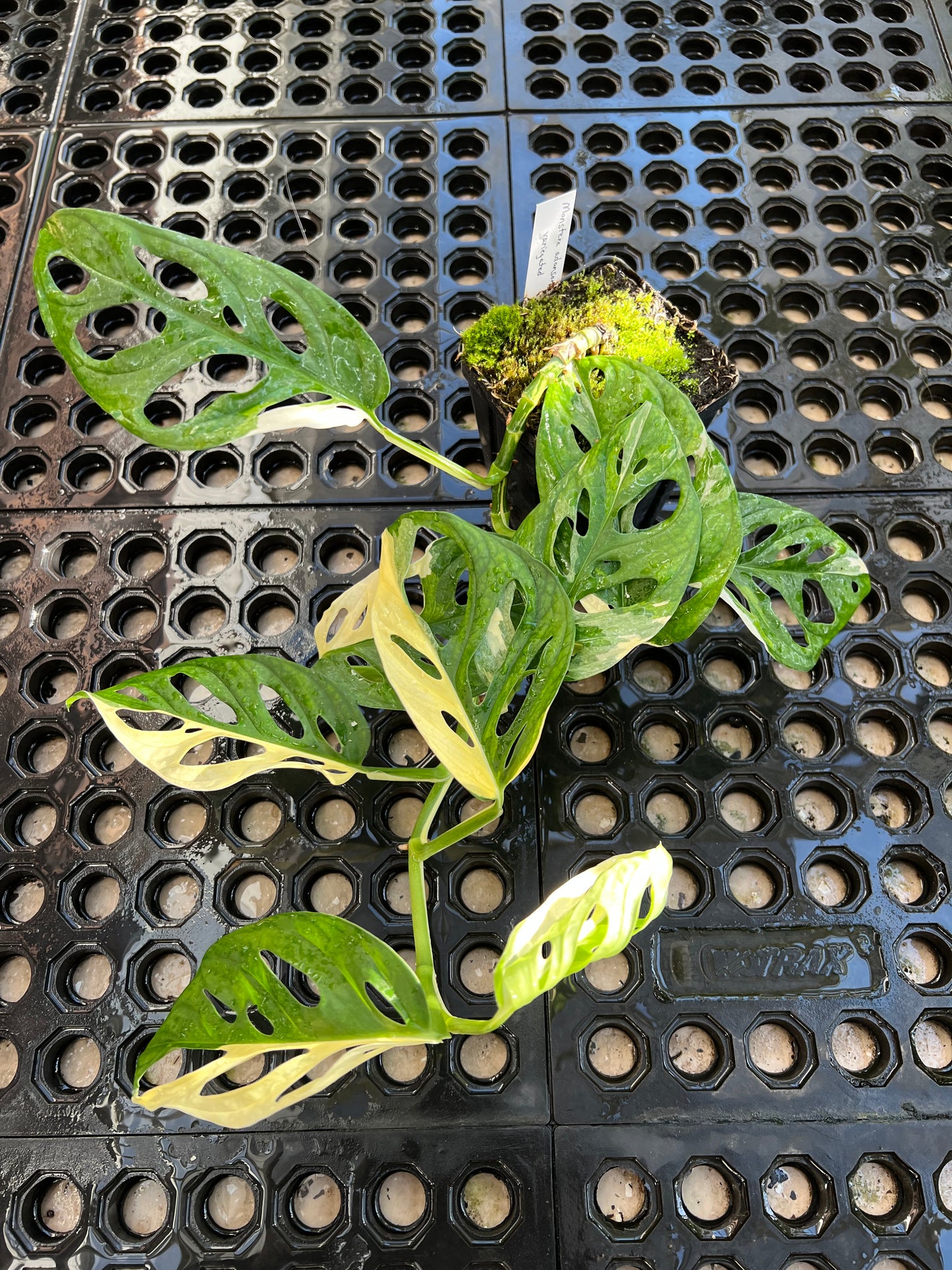 Monstera adansonii “Tricolor” LC
