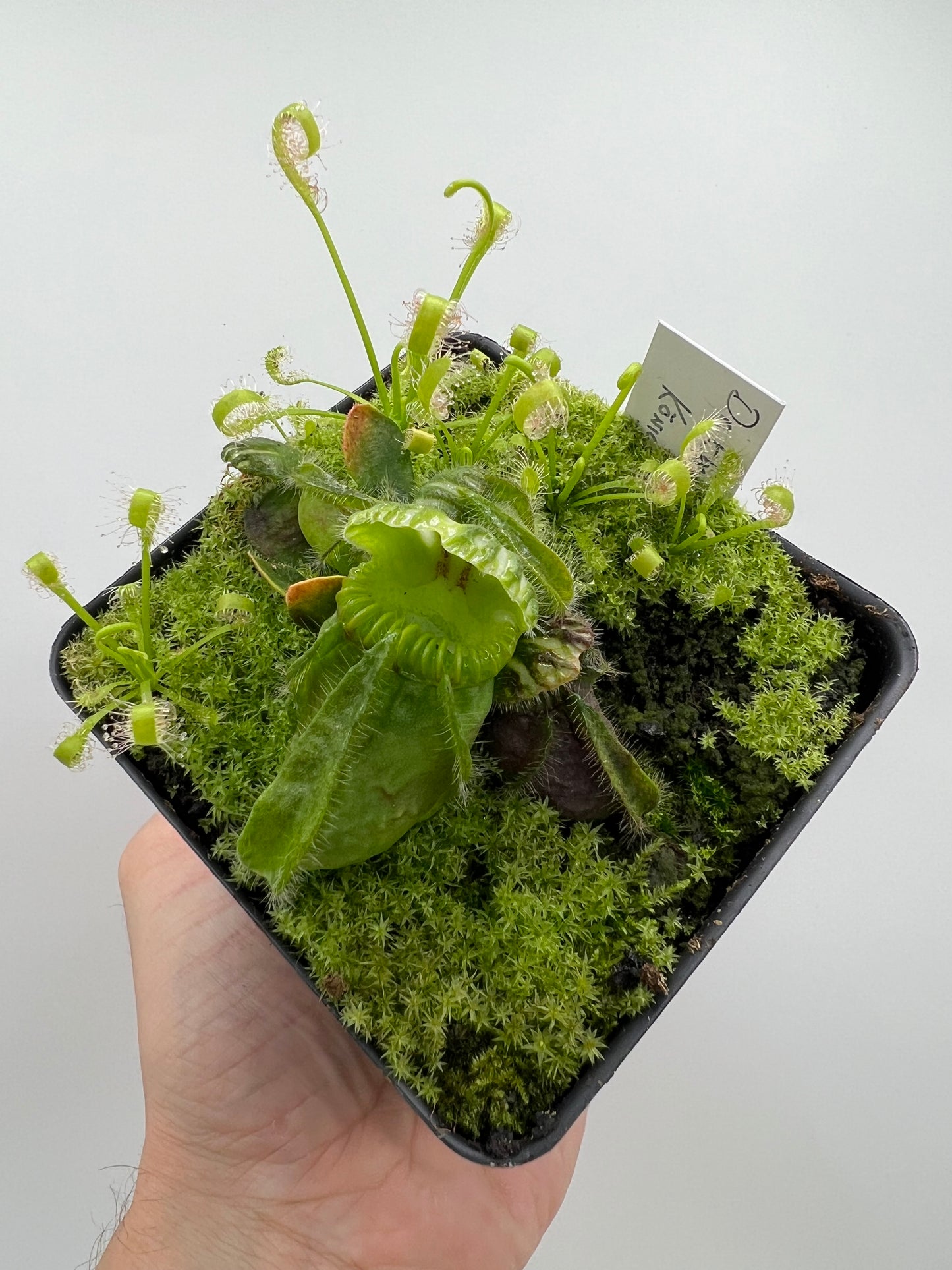 Cephalotus follicularis “Dr. Eberhard König”