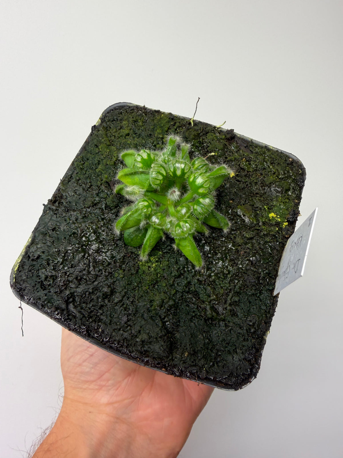 Cephalotus follicularis “Dr. Eberhard König” #1