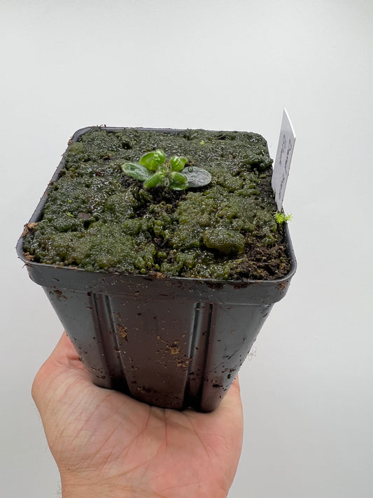 Cephalotus follicularis “David Švarc Black”