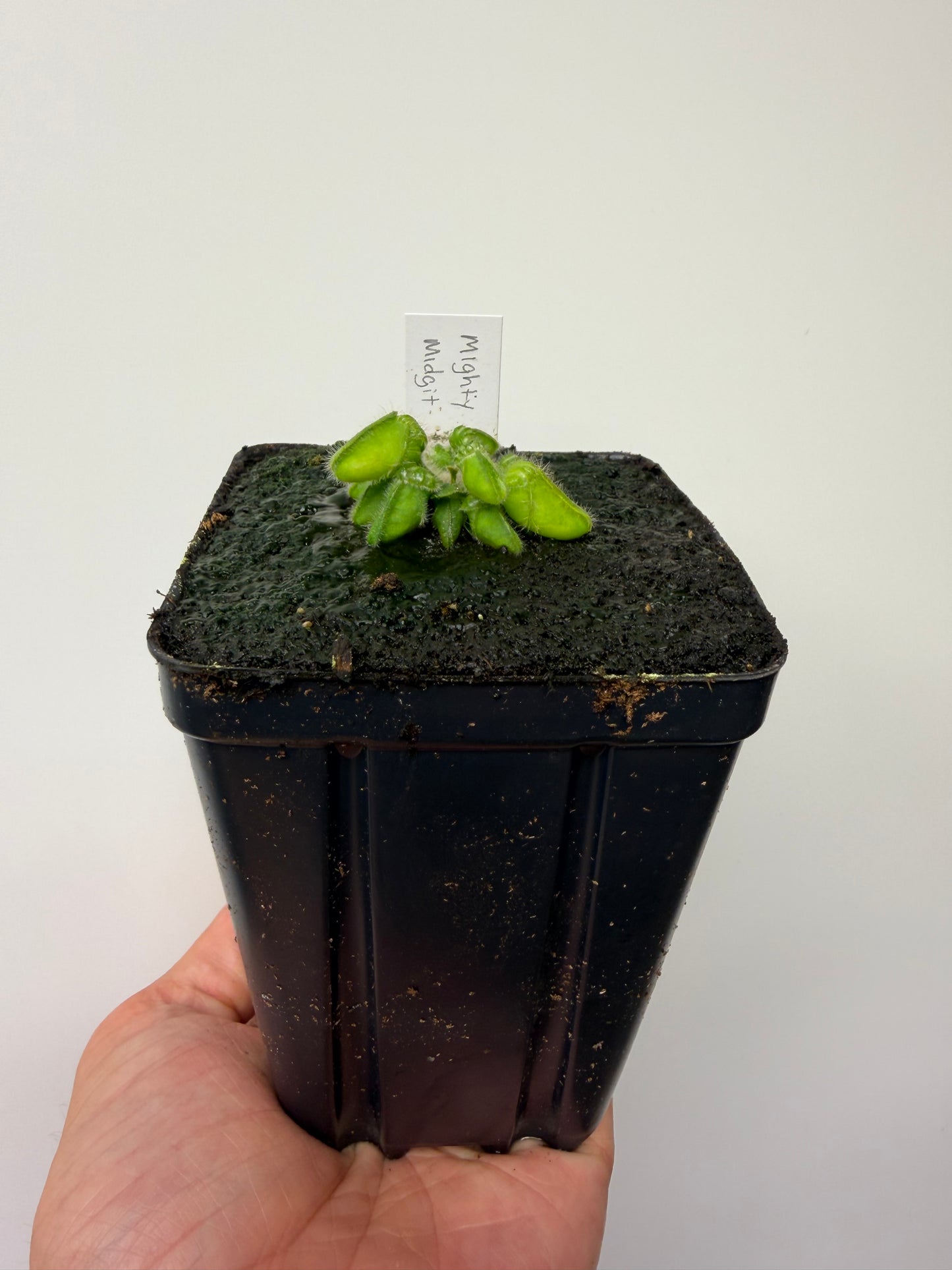 Cephalotus follicularis “Mighty Midget” - *Rare* (10)