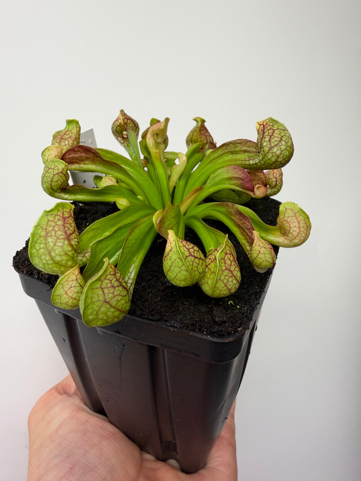 Sarracenia psittacina - “Turkey Hen Creek” - Seed Grown (6)