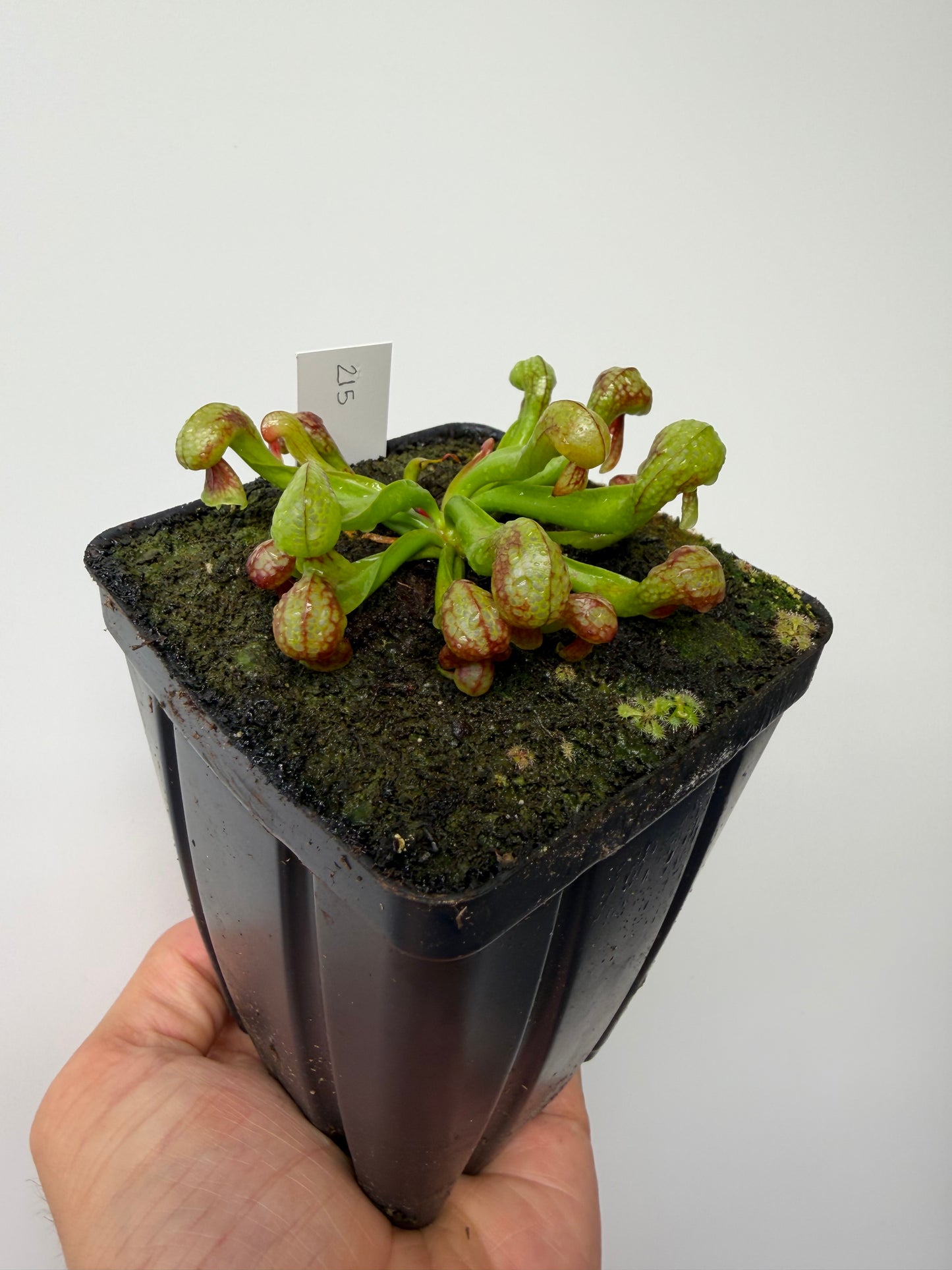 Darlingtonia californica (Cobra Pitcher Plant) - Seed Grown #215