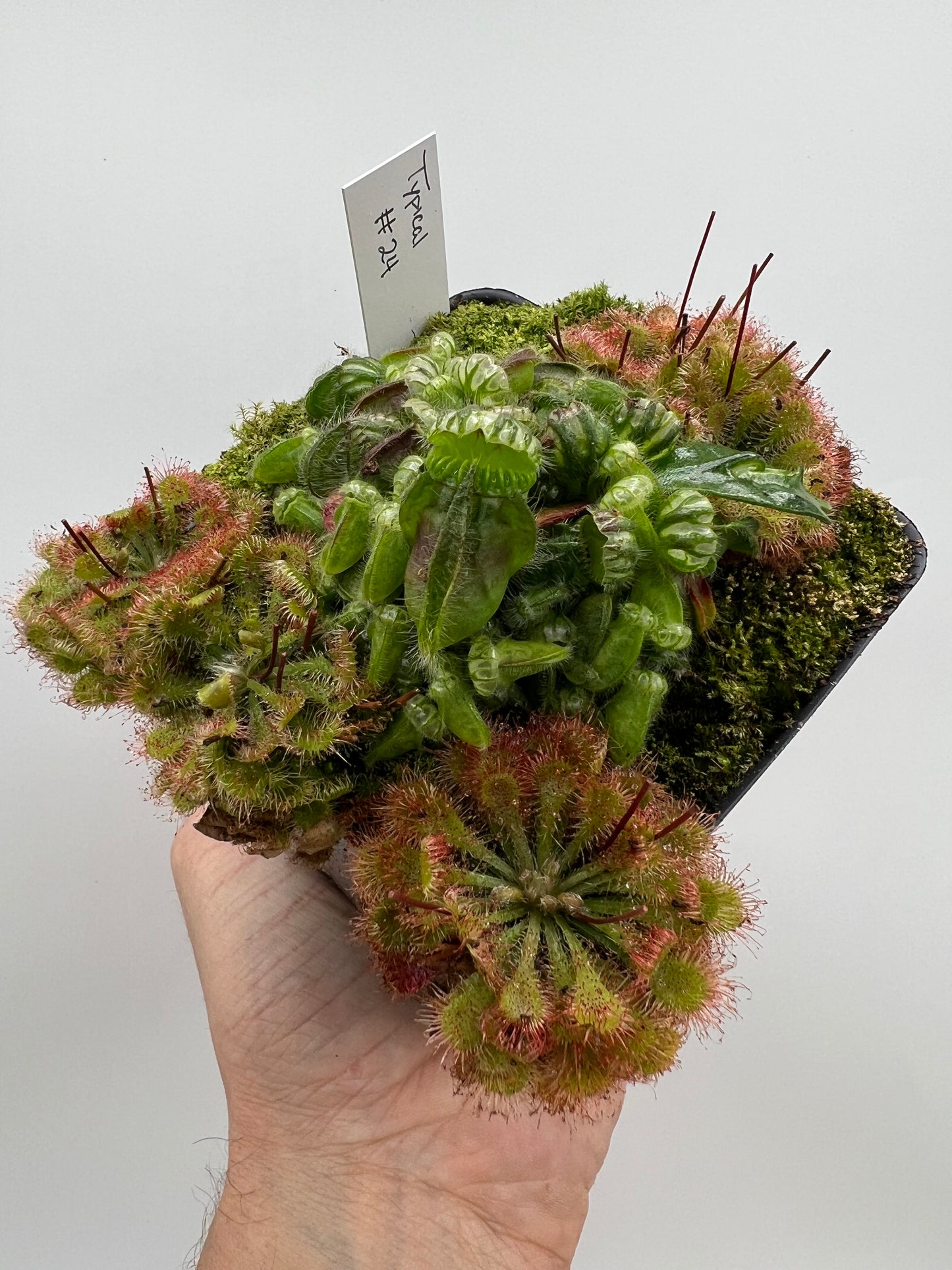 Cephalotus follicularis - Typical #24