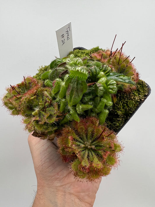 Cephalotus follicularis - Typical #24