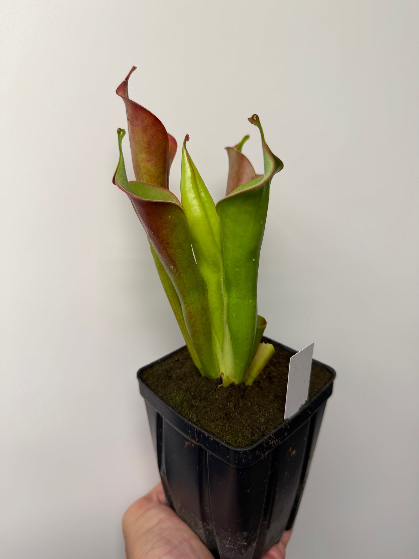 Heliamphora tatei (Cerro Duida)