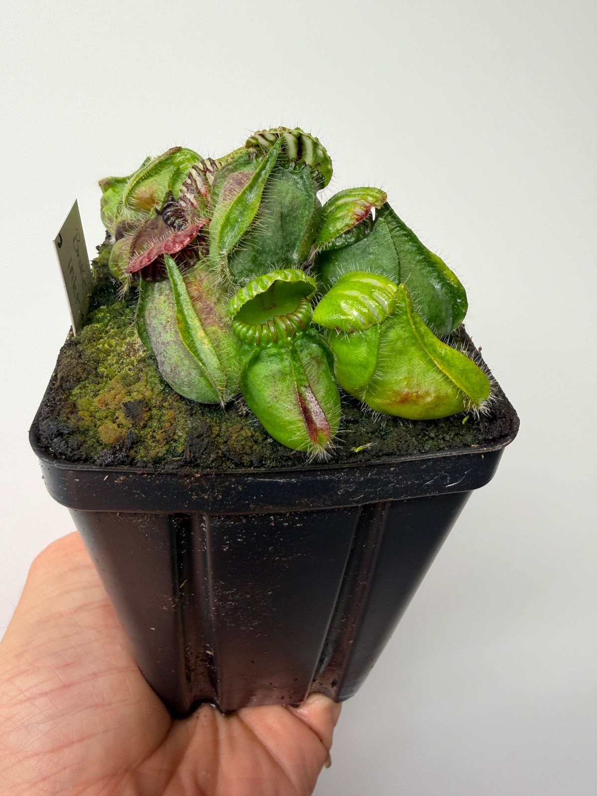 Cephalotus follicularis “Broke Inlet” #7