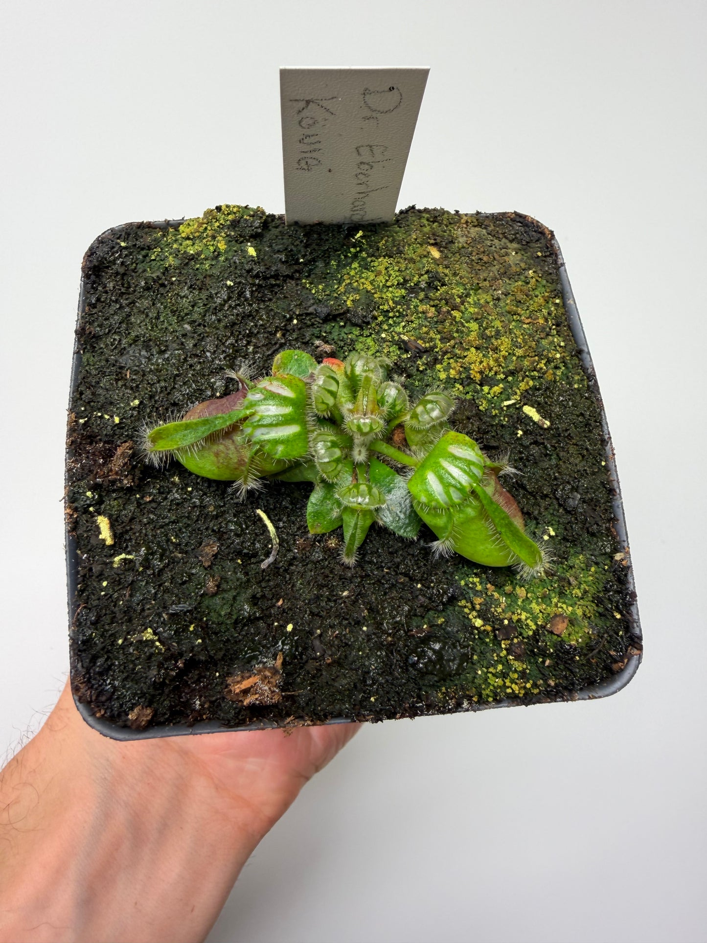 Cephalotus follicularis “Dr. Eberhard König”