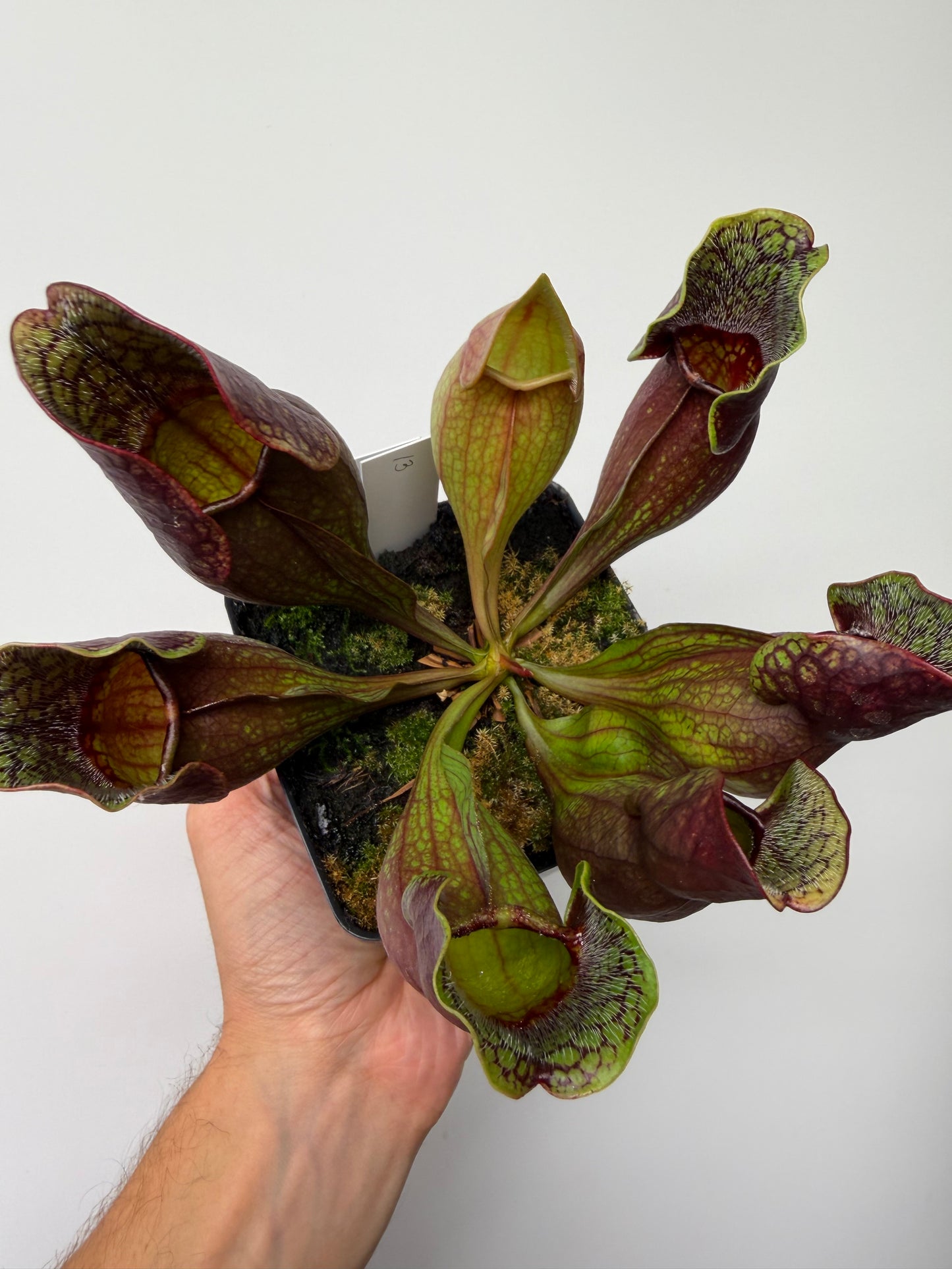 Sarracenia purpurea ssp. purpurea (Pike County, PA) - Seed Grown #13