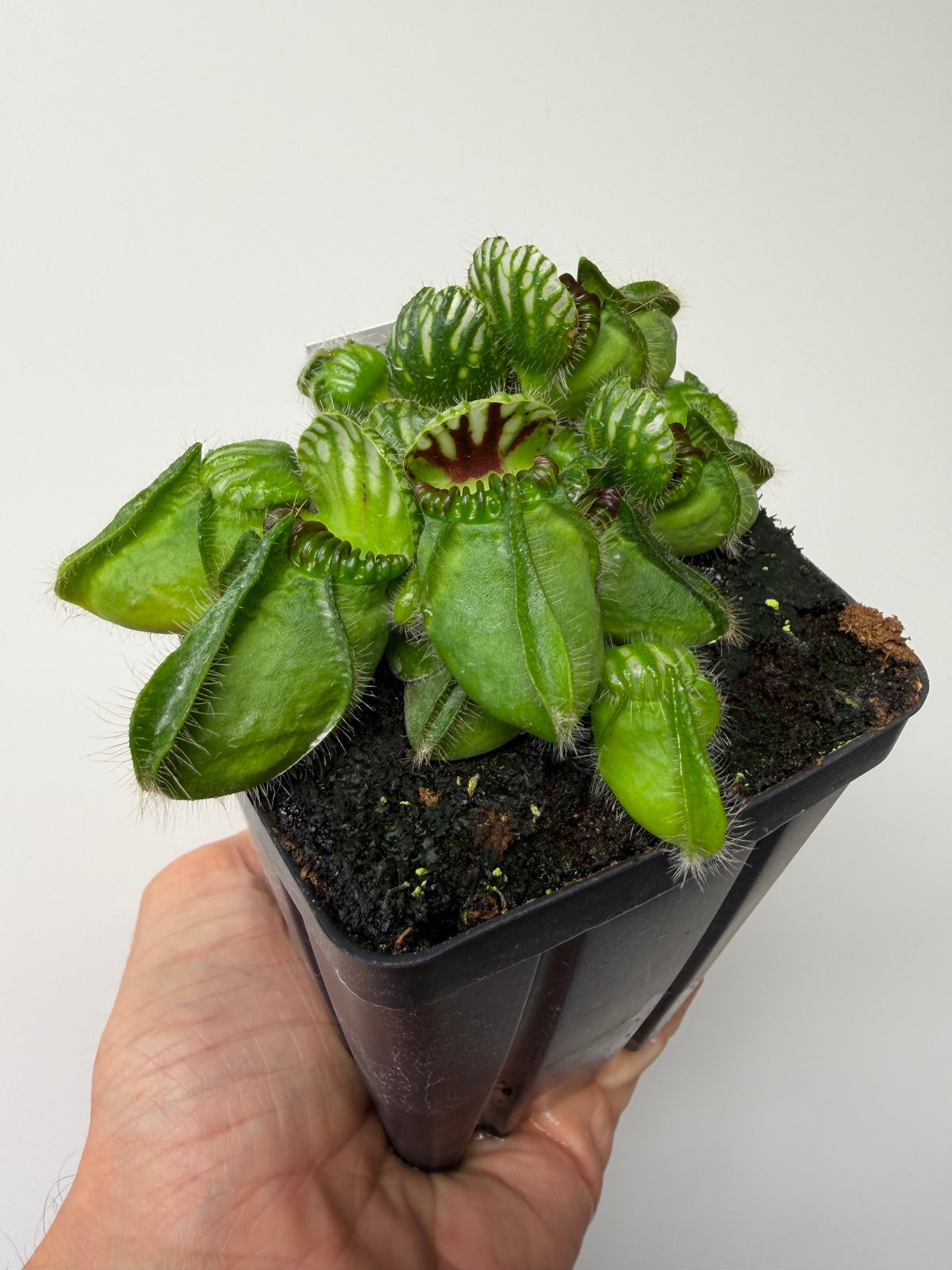 Cephalotus follicularis “Broke Inlet” #2