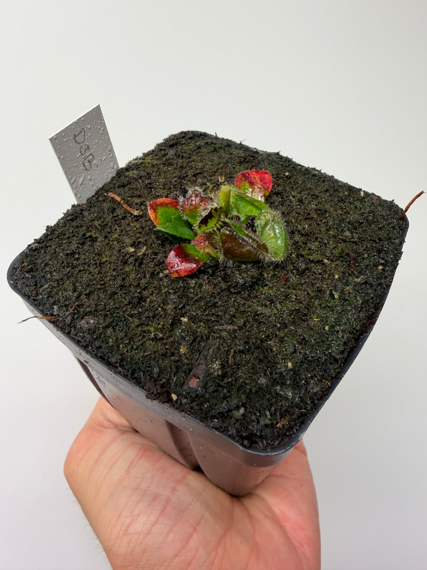 Cephalotus follicularis “David Švarc Black” - *Rare* (9)