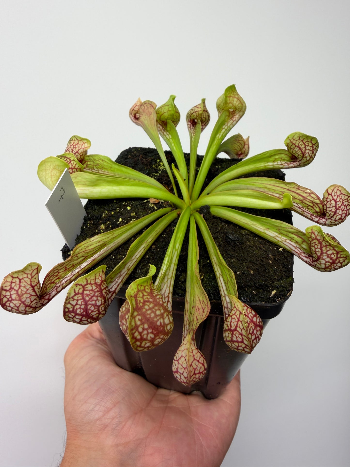 Sarracenia psittacina - “Turkey Hen Creek” - Seed Grown (7)