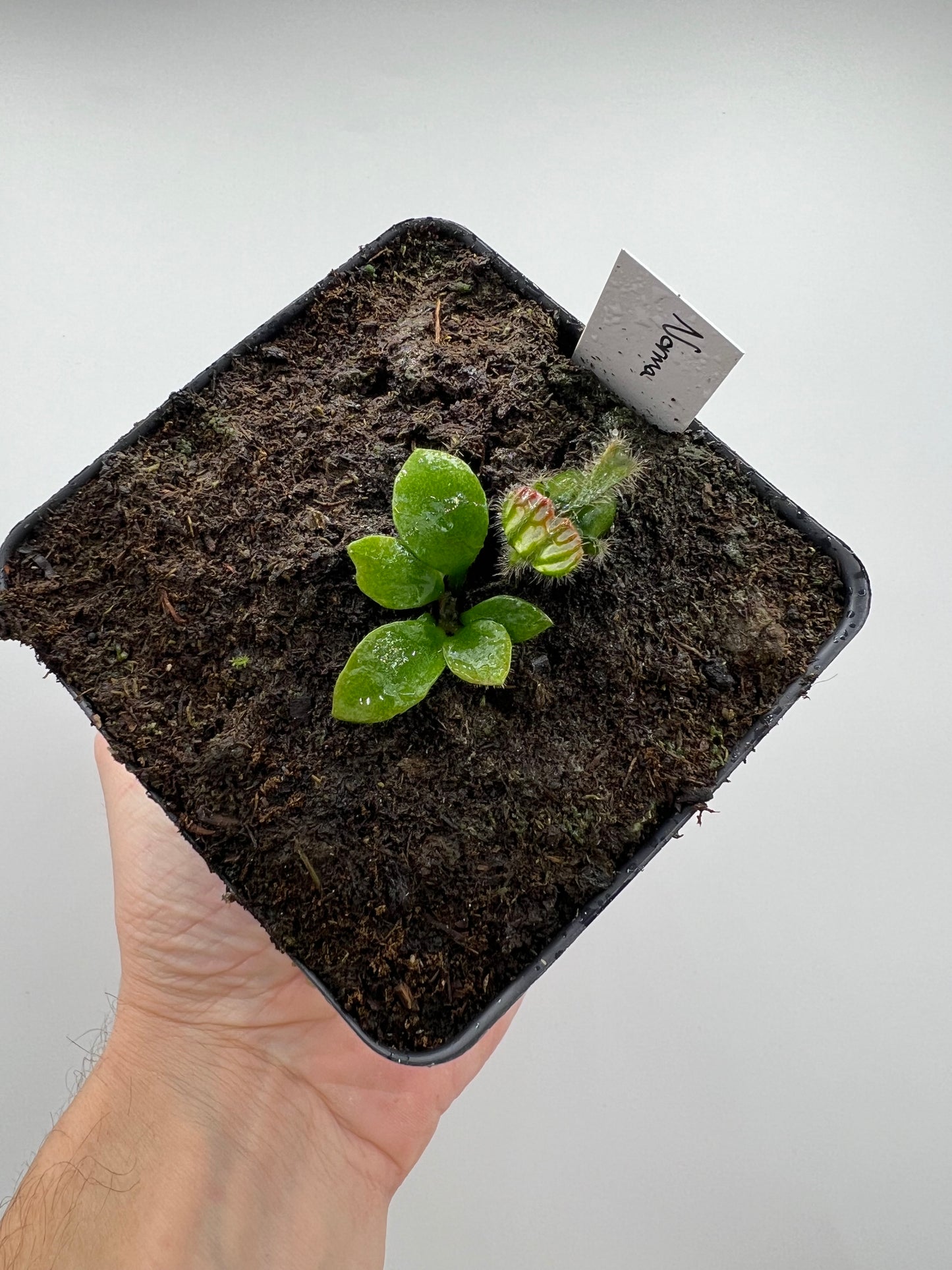 Cephalotus follicularis “Norma”