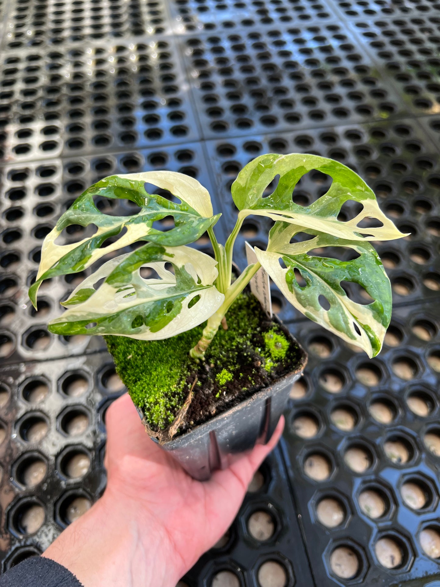 monstera adansonii tricolor Monstera adansonii “Tricolor” LC