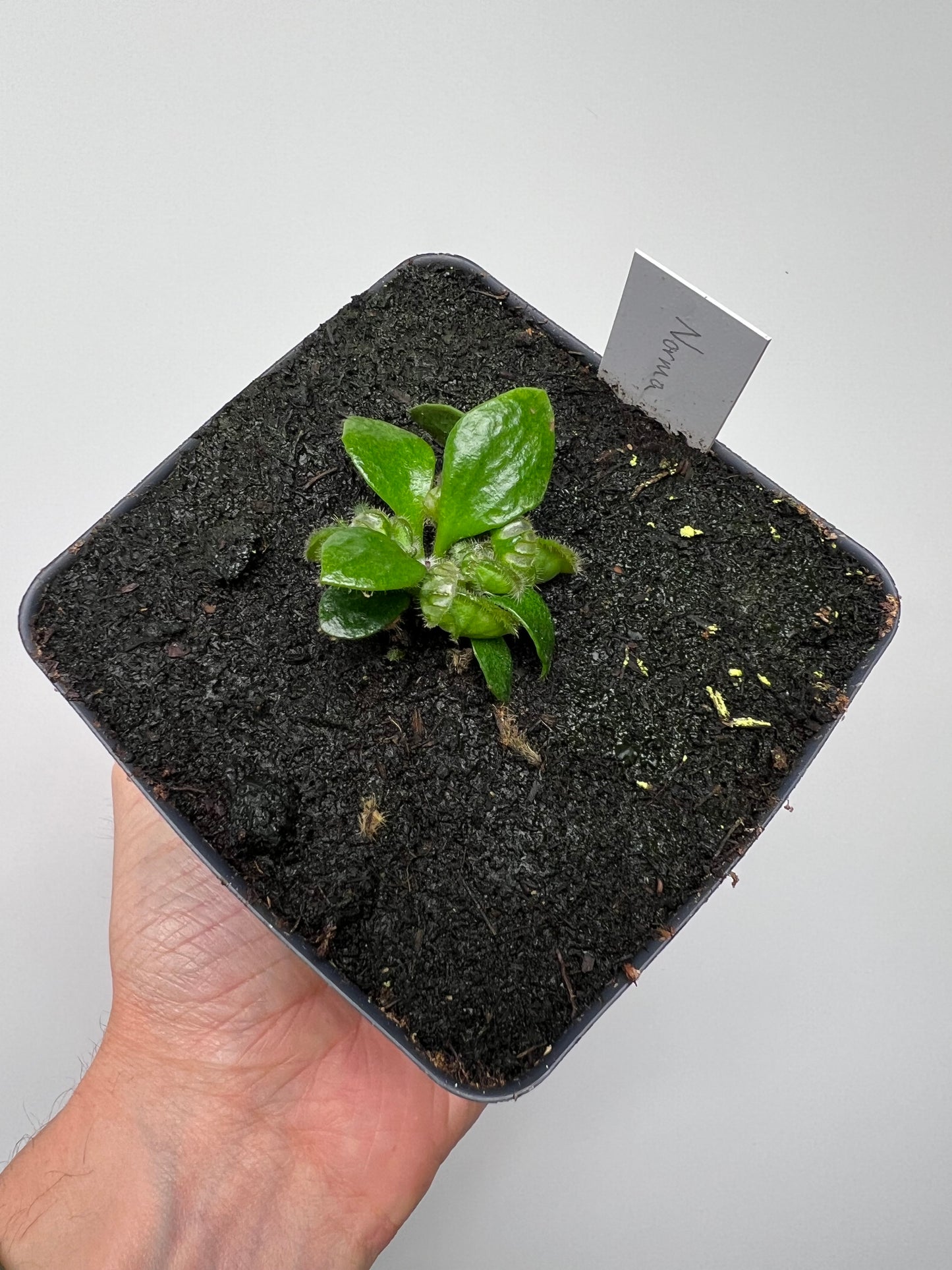 Cephalotus follicularis “Norma”