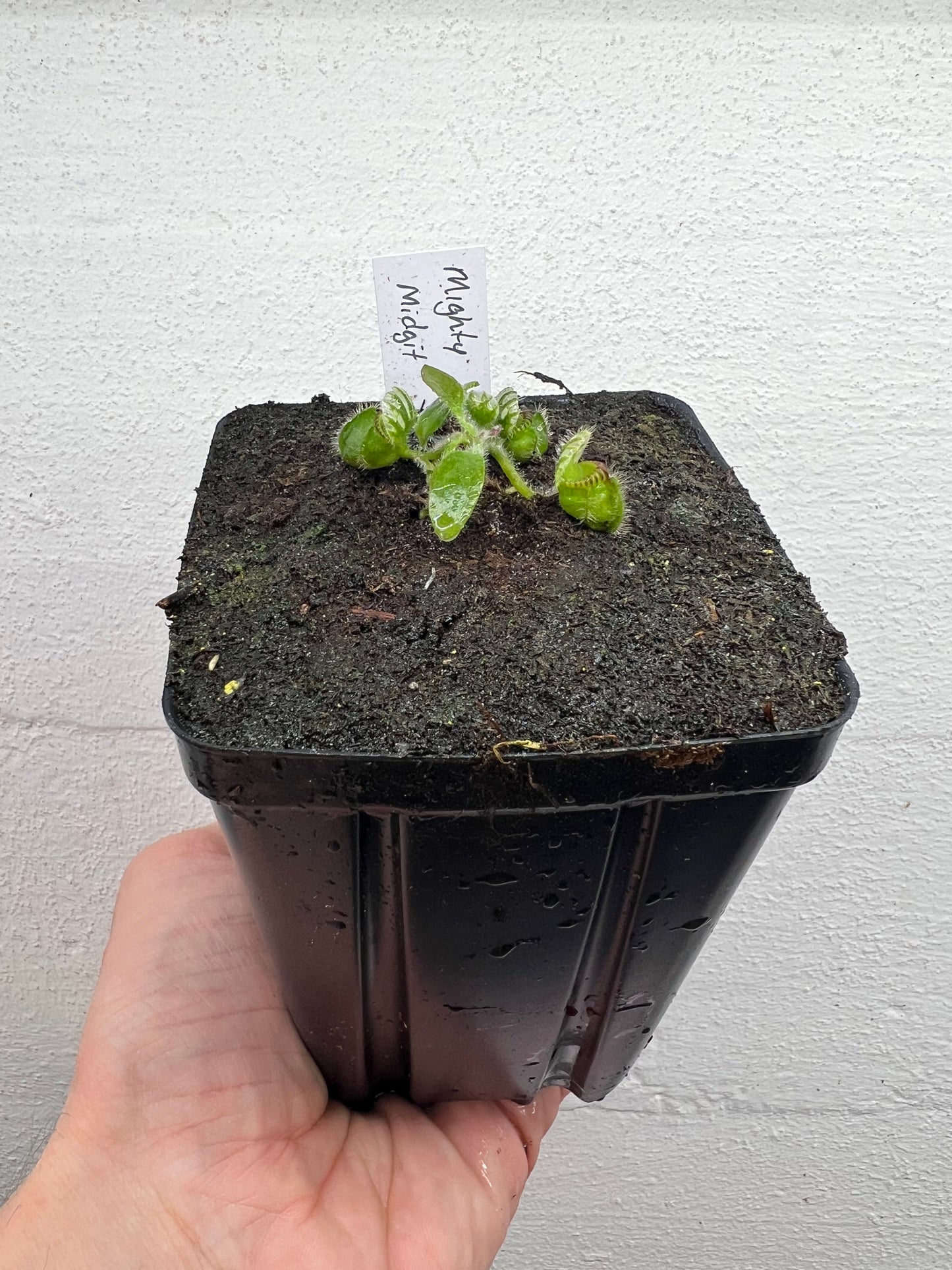 Cephalotus follicularis “Mighty Midget” - *Rare*