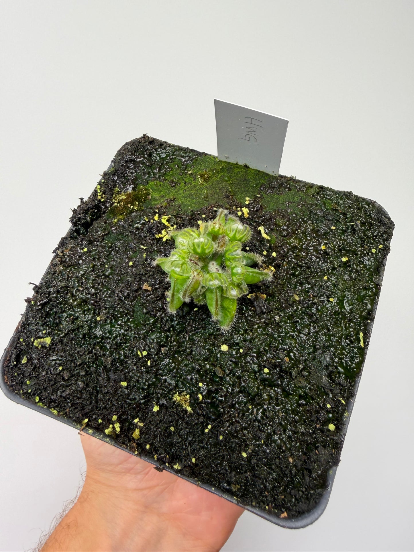 Cephalotus follicularis “Harald Weiner Giant” (aka True Giant) - *Rare*