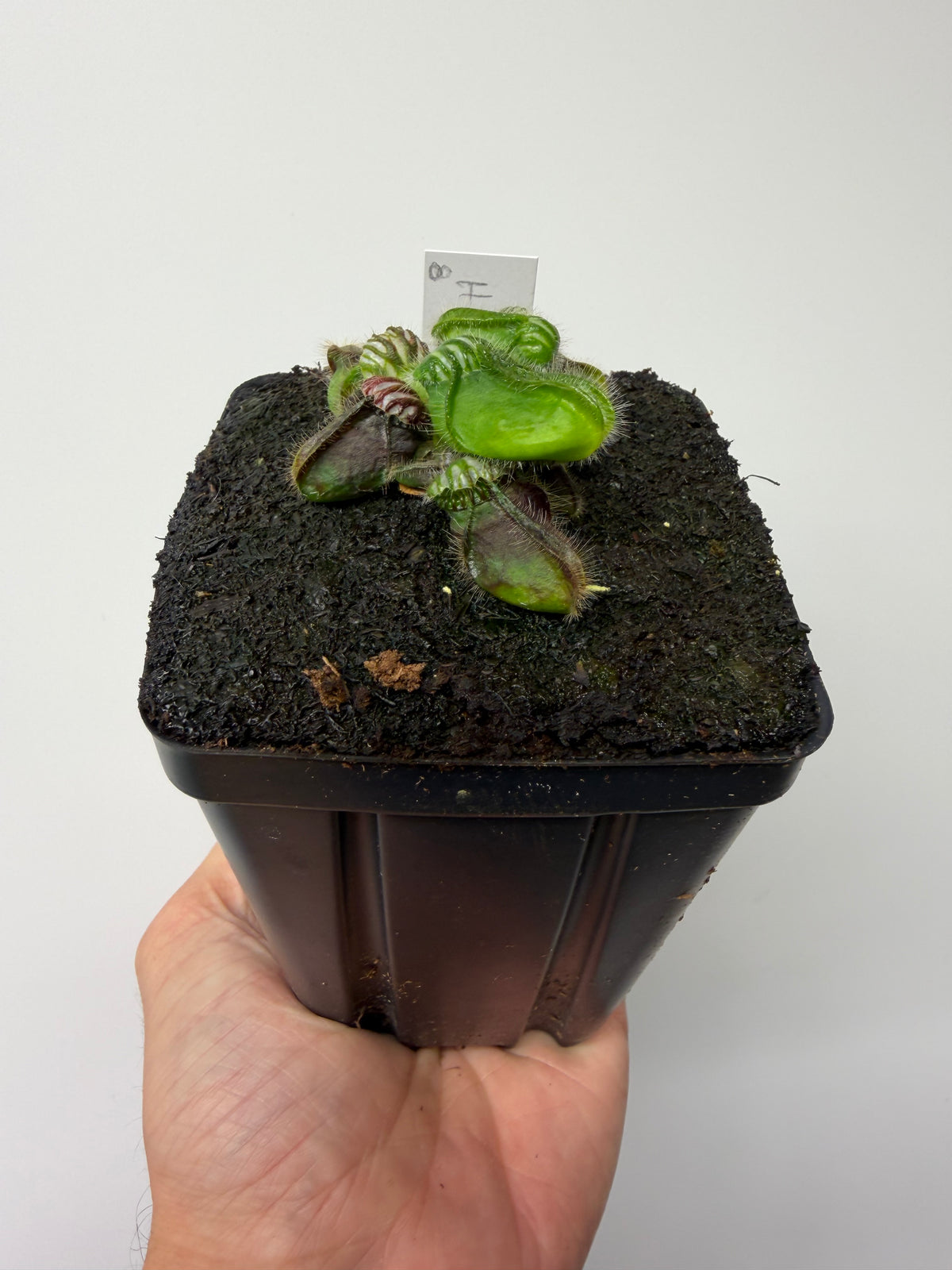 Cephalotus follicularis “Hampshire Red” #8