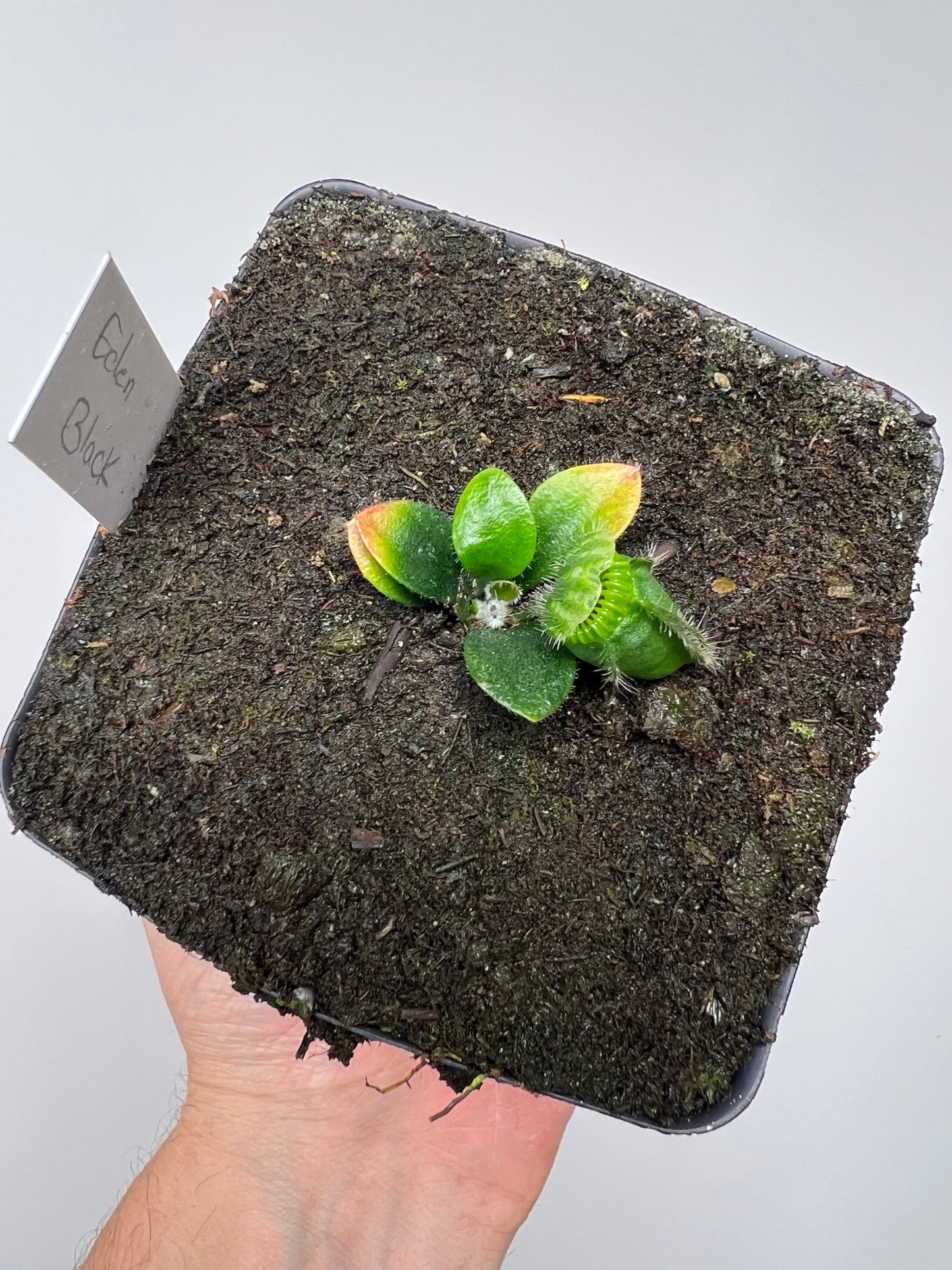 Cephalotus follicularis ‘Eden Black’ - *Rare* (small)