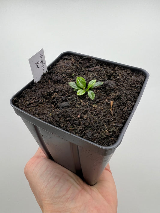 Cephalotus follicularis “Hampshire Red”
