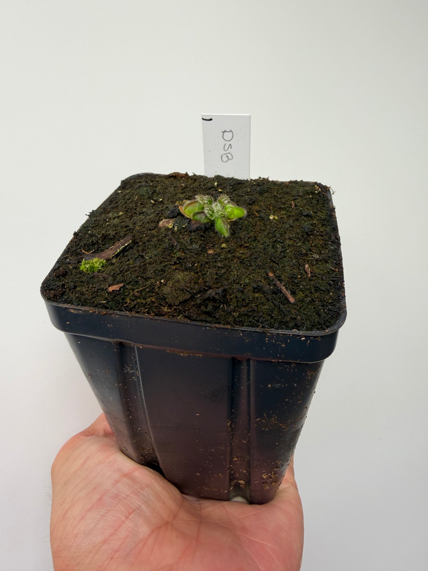 Cephalotus follicularis “David Švarc Black” - *Rare* (1)