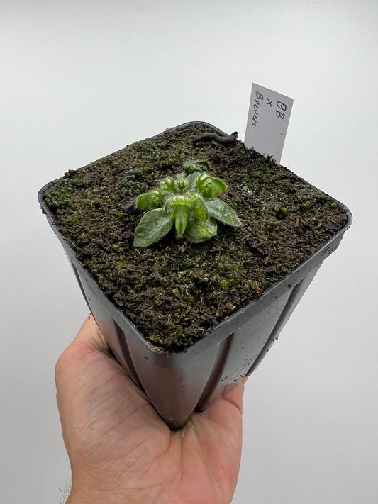 Cephalotus follicularis “Brewers Beauty” x “Brewers”