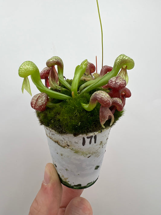 Darlingtonia californica (Cobra Pitcher Plant) - Seed Grown #171