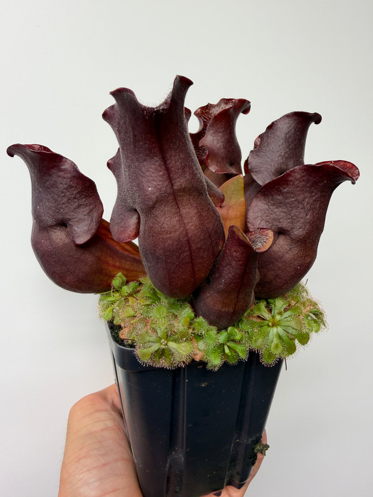 Sarracenia purpurea ssp. venosa (Brunswick Co, NC x Carteret Co, NC)  - Seed Grown #8