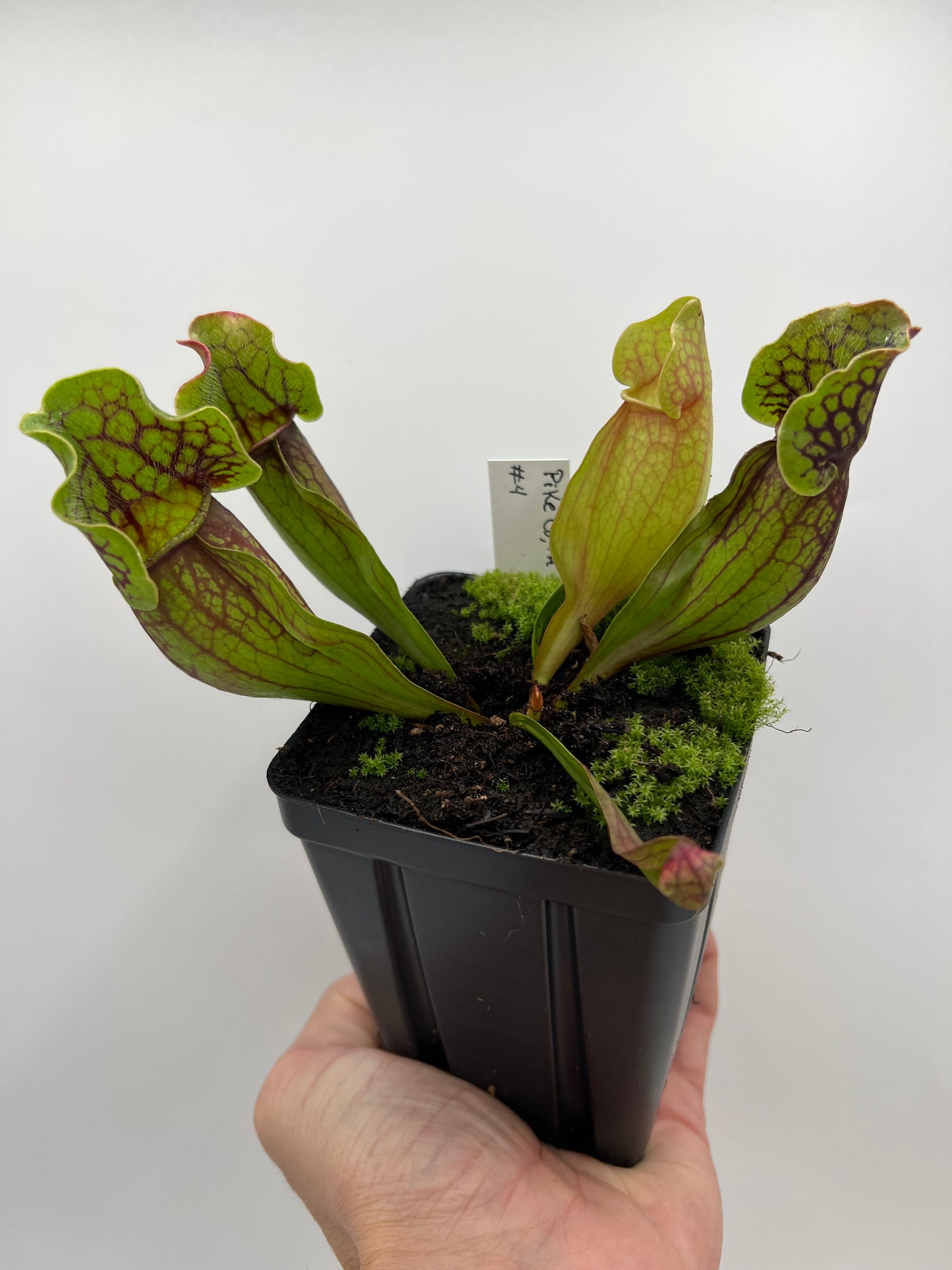 Sarracenia purpurea ssp. purpurea (Pike County, PA) - *Rare* - Seed Grown #4